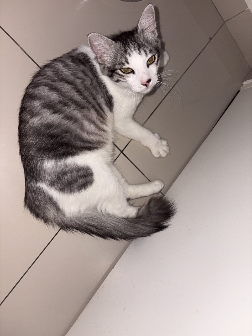 Jelita - Domestic Short Hair + Persian Cat