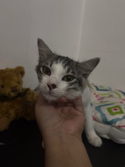 Jelita - Domestic Short Hair + Persian Cat