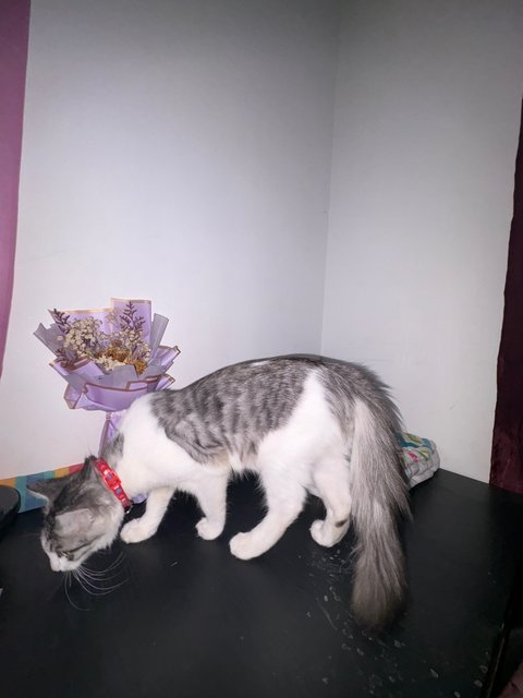 Jelita - Domestic Short Hair + Persian Cat