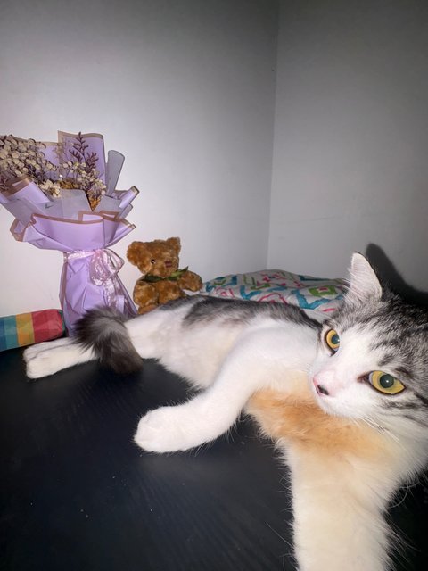 Jelita - Domestic Short Hair + Persian Cat
