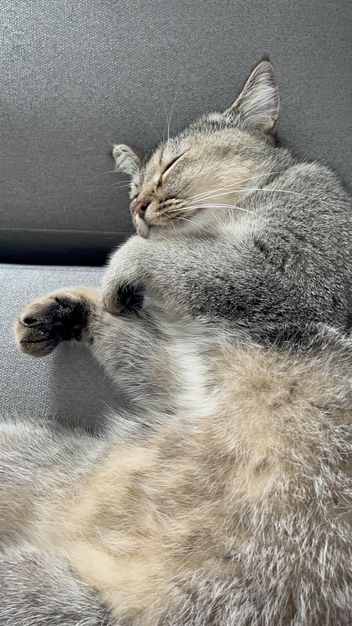 Foxy - British Shorthair Cat