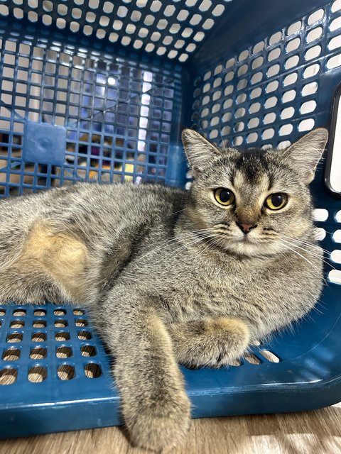 Foxy - British Shorthair Cat
