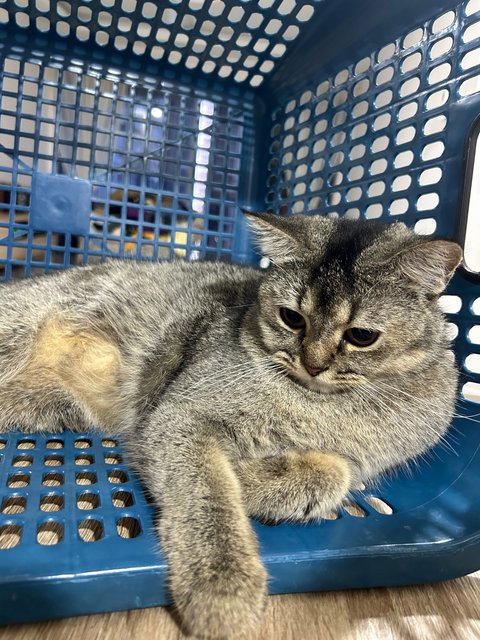 Foxy - British Shorthair Cat