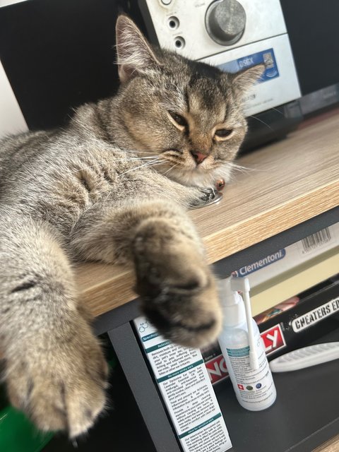 Foxy - British Shorthair Cat