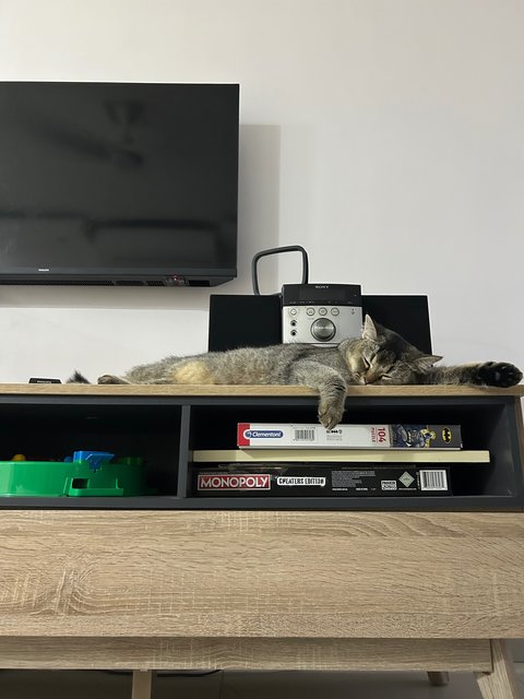 Foxy - British Shorthair Cat