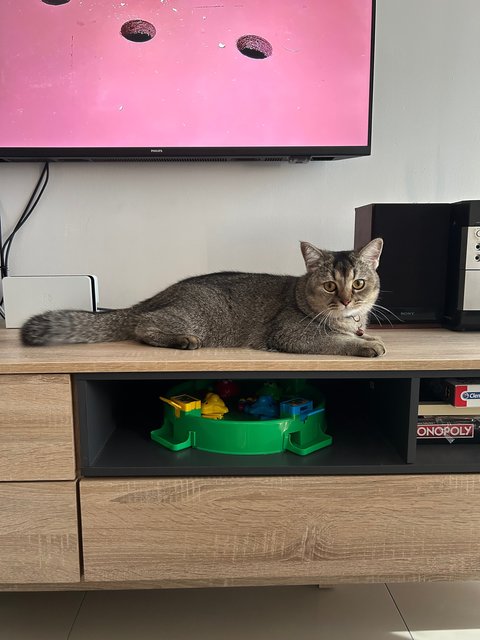 Foxy - British Shorthair Cat