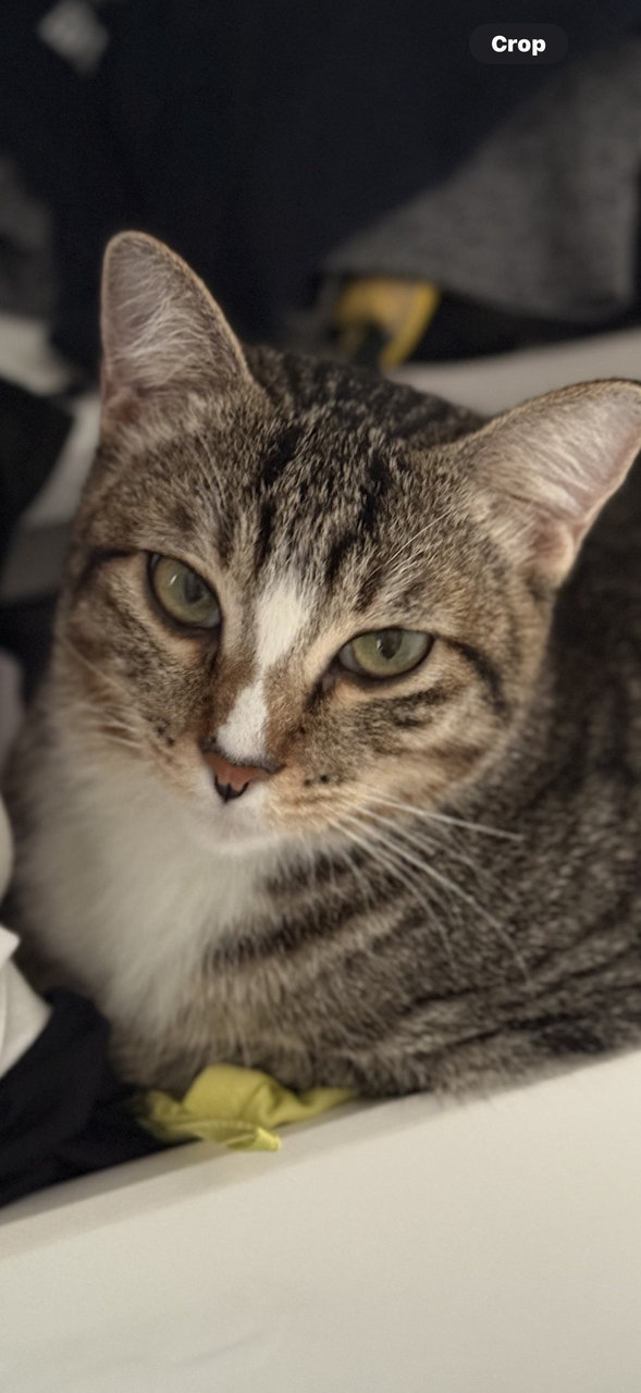PF141323 - Persian + Siberian Cat