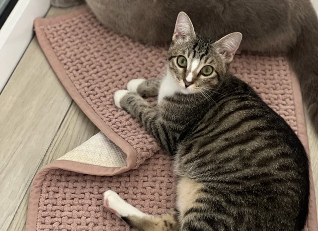 PF141323 - Persian + Siberian Cat