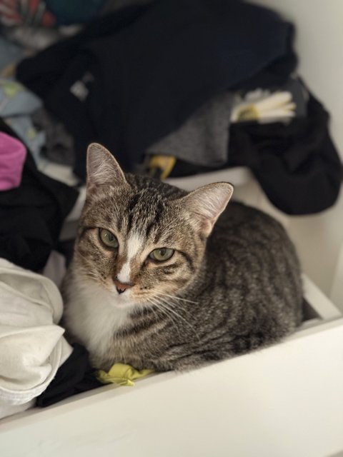 PF141323 - Persian + Siberian Cat