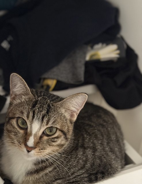 PF141323 - Persian + Siberian Cat