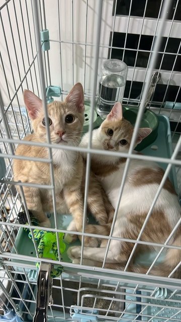 PF141324 - Domestic Short Hair Cat