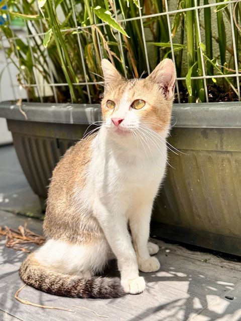 Moo - Domestic Short Hair Cat