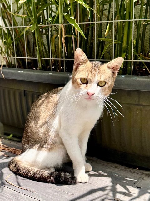 Moo - Domestic Short Hair Cat
