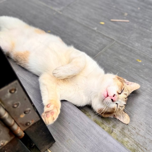 Moo - Domestic Short Hair Cat