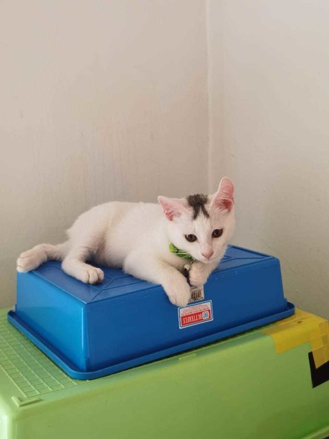 Cat - Berlin - Domestic Short Hair Cat