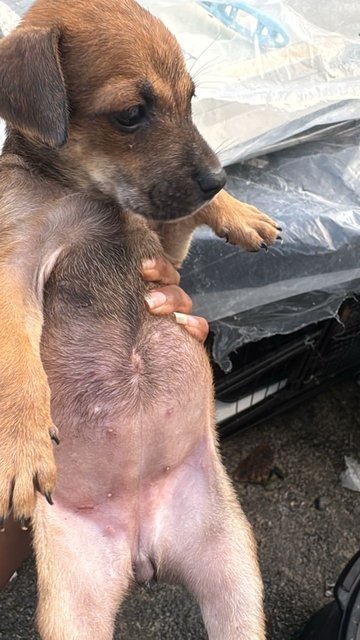No Name  - Mixed Breed Dog