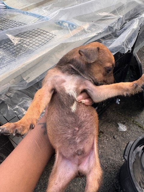 No Name  - Mixed Breed Dog