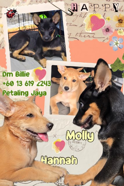 Hannah (Avail) &amp; Molly (Adopted) - Mixed Breed Dog