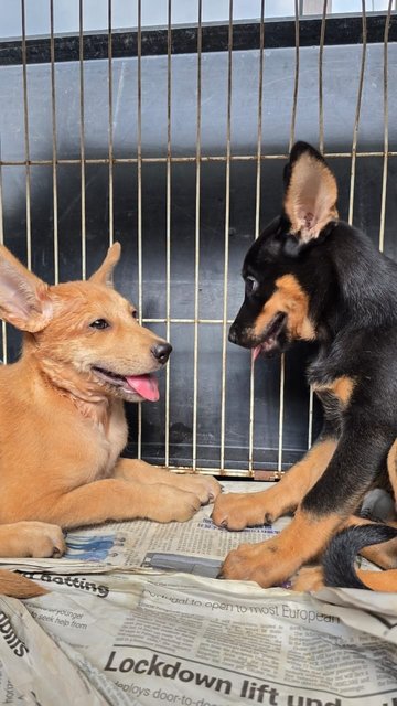 Hannah (Avail) &amp; Molly (Adopted) - Mixed Breed Dog