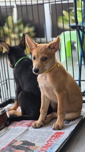 Hannah (Avail) &amp; Molly (Adopted) - Mixed Breed Dog