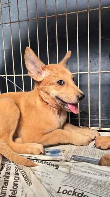 Hannah (Avail) &amp; Molly (Adopted) - Mixed Breed Dog