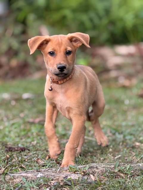 Hannah (Avail) &amp; Molly (Adopted) - Mixed Breed Dog