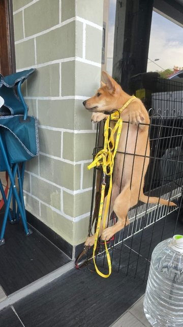 Hannah (Avail) &amp; Molly (Adopted) - Mixed Breed Dog