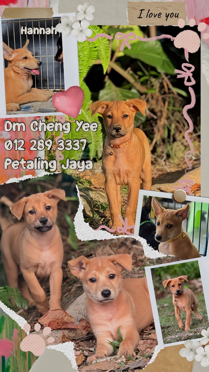 Hannah And Siblings  - Mixed Breed Dog
