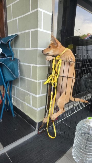 Hannah And Siblings  - Mixed Breed Dog