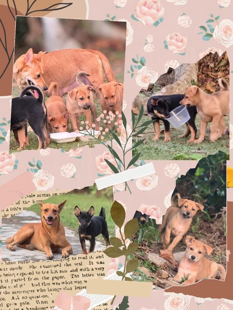 Hannah And Siblings  - Mixed Breed Dog