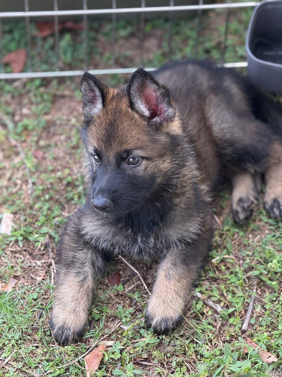German Shepherd Working Line - German Shepherd Dog Dog