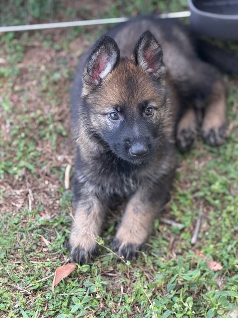 German Shepherd Working Line - German Shepherd Dog Dog