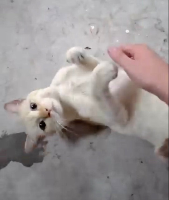 Blue Eyes - Domestic Short Hair + Tabby Cat