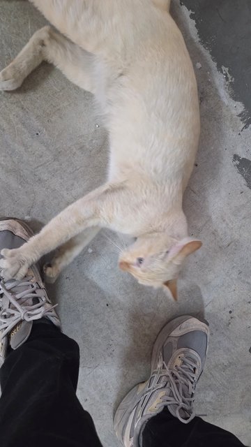 Blue Eyes - Domestic Short Hair + Tabby Cat
