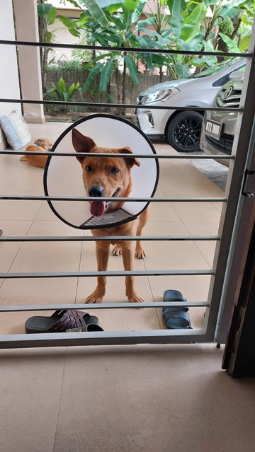 Rocky - Mixed Breed Dog