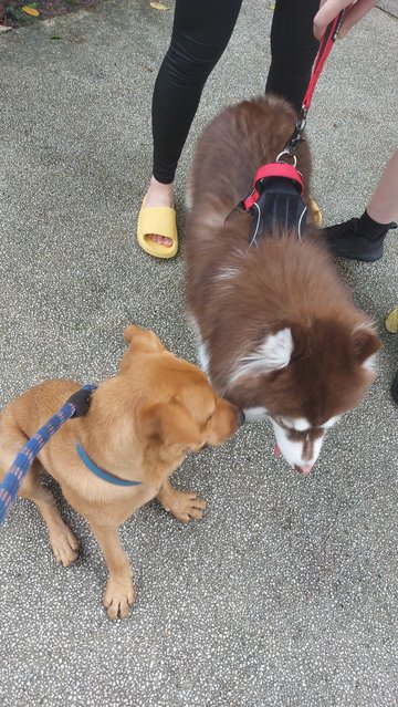 Rocky - Mixed Breed Dog