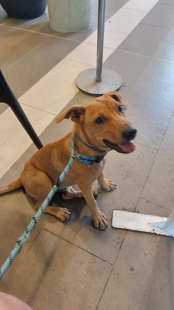 Rocky - Mixed Breed Dog