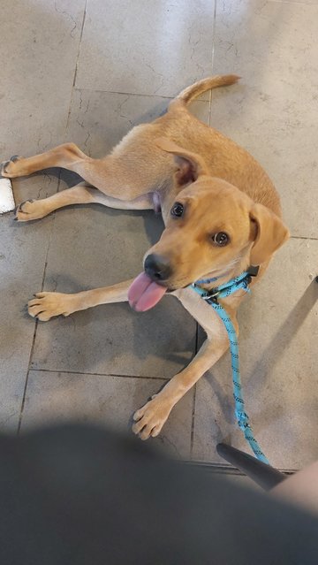 Rocky - Mixed Breed Dog