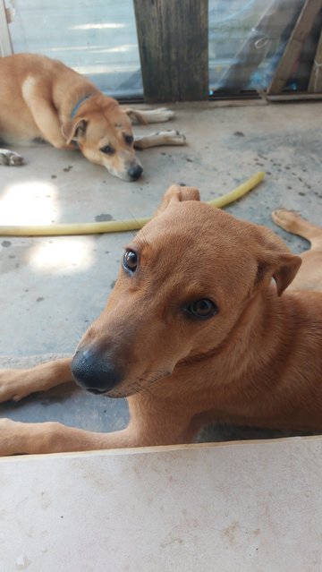 Rocky - Mixed Breed Dog