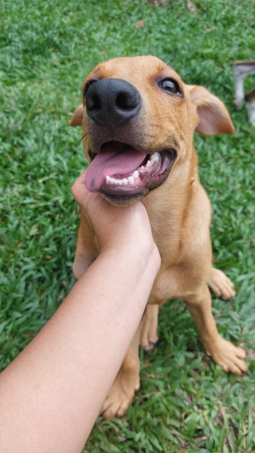Rocky - Mixed Breed Dog