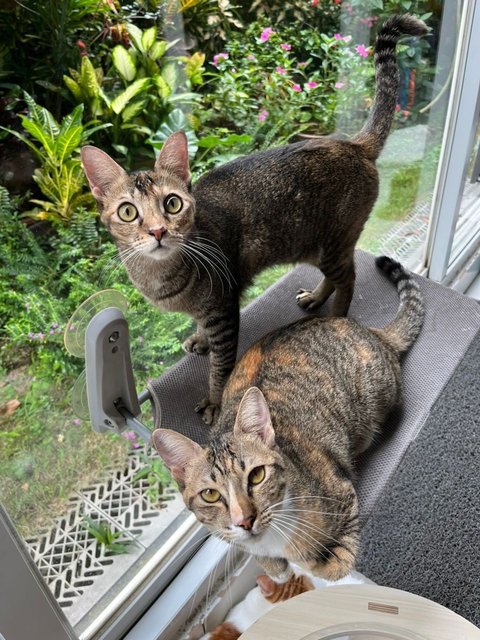 Yin Yin And Yang Yang - Domestic Short Hair Cat