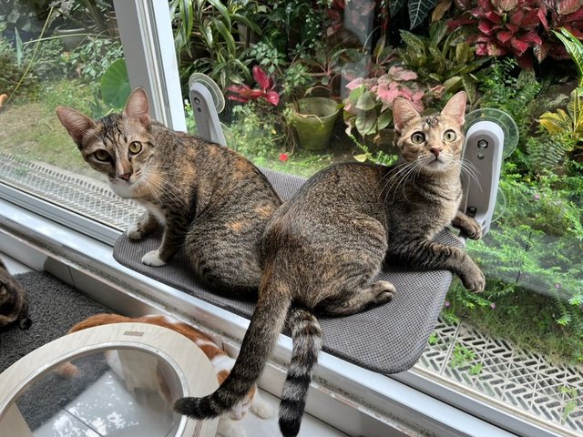 Yin Yin And Yang Yang - Domestic Short Hair Cat