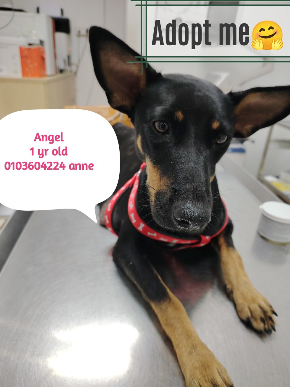 Angel❤️ - Doberman Pinscher Mix Dog