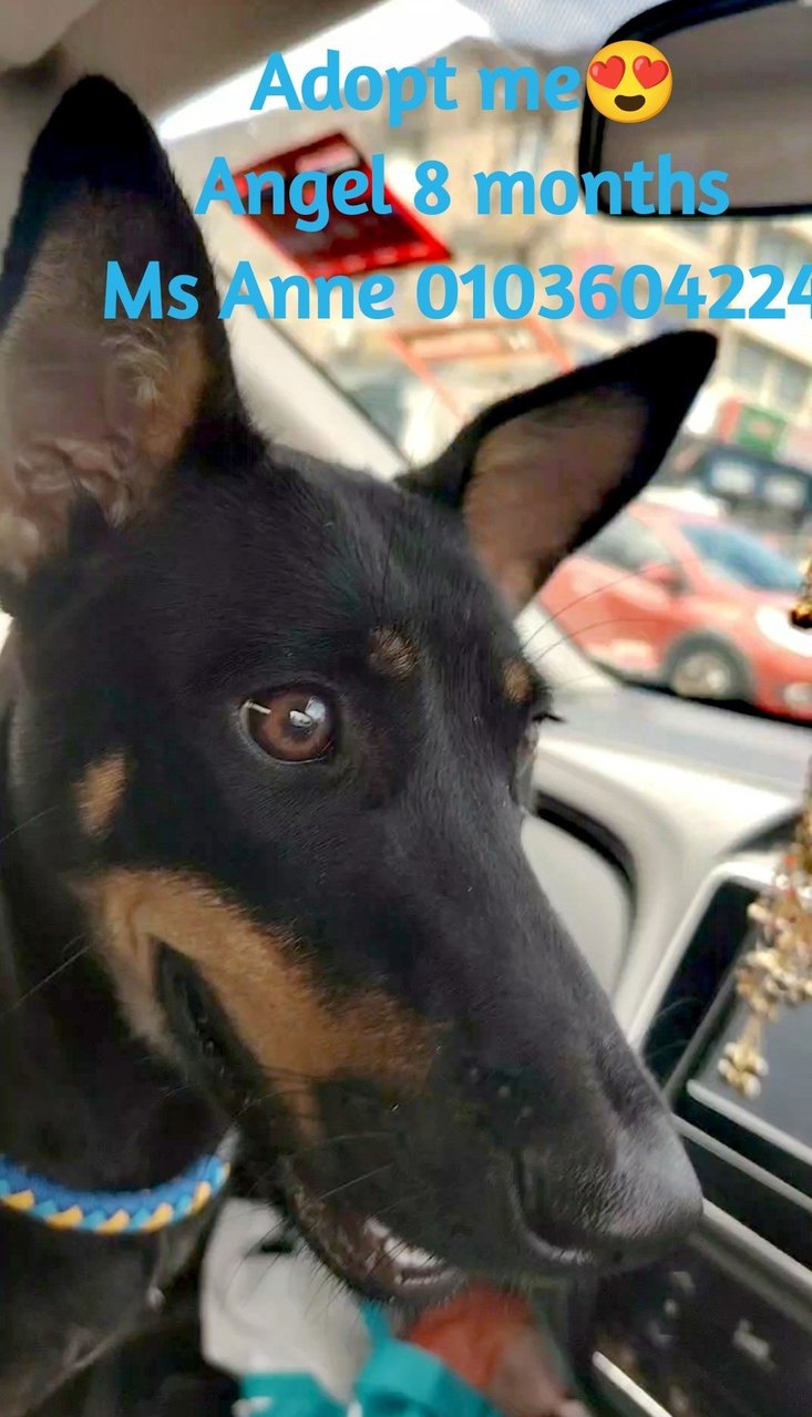 ❤️angel❤️ - Doberman Pinscher Mix Dog