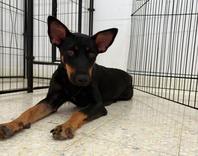 💙angel💙 - Doberman Pinscher Mix Dog