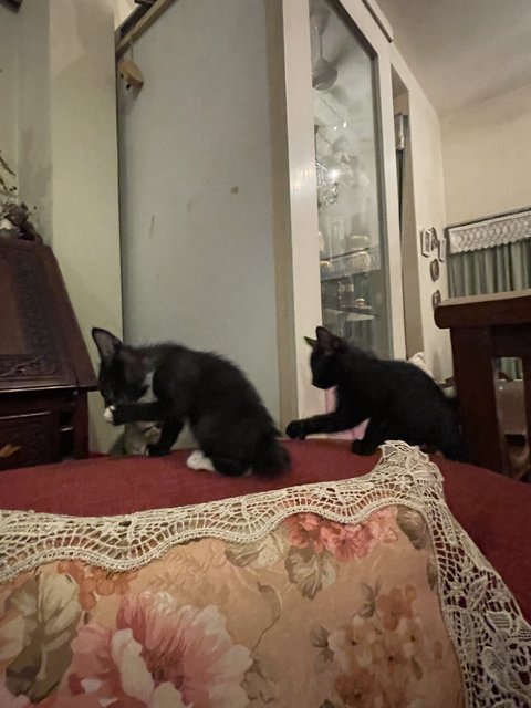 Jamie - Domestic Short Hair Cat