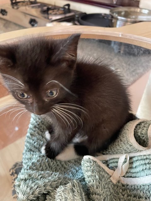 Jamie - Domestic Short Hair Cat