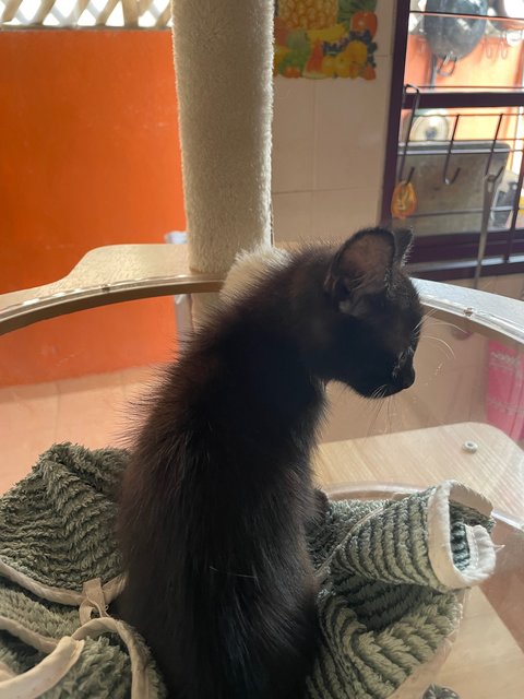 Jamie - Domestic Short Hair Cat