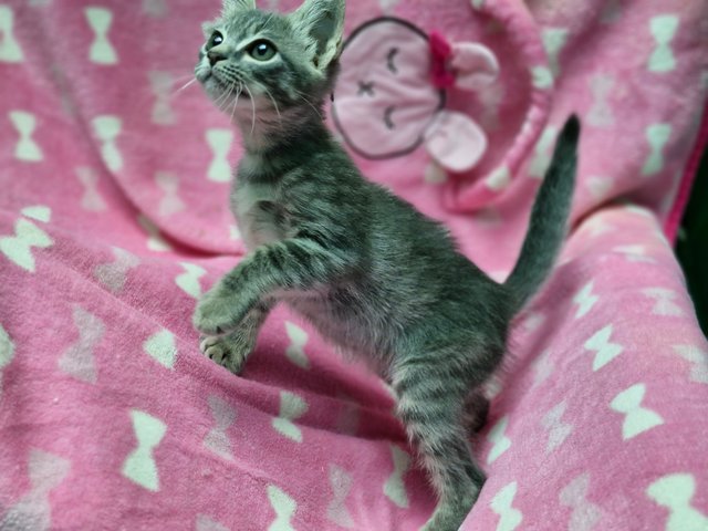 Girly - Domestic Long Hair Cat