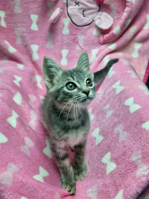 Girly - Domestic Long Hair Cat